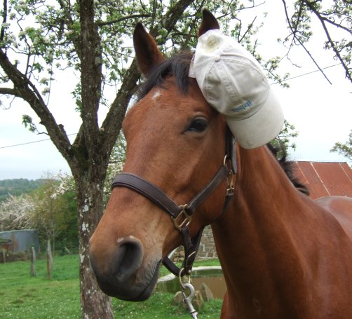 (passepartout) horse wearing cap