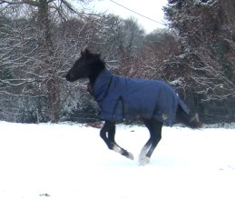 Blackjack cantering in snow 2009