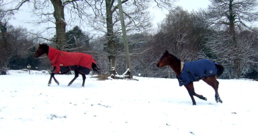 Pearl and monty cantering in snow 2009