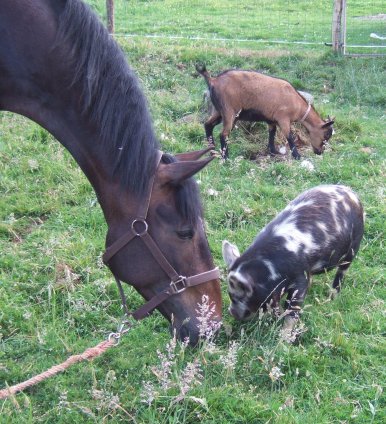 horse (Pablito) nuzzles pig