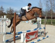 horse showjumping at Brecey (Passepartout)
