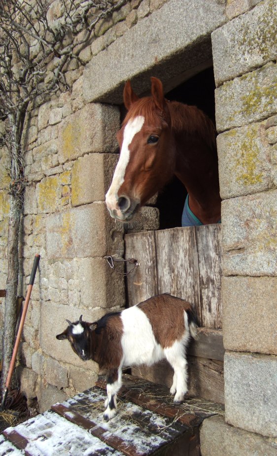 horse looks out of stable with goat, Turnip
