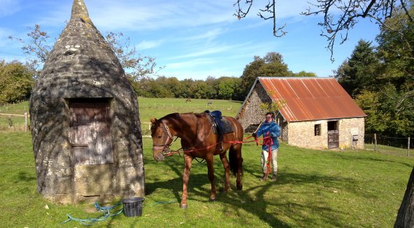 horse long reined in garden, Charlie