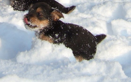 Whoopee!! more snow!