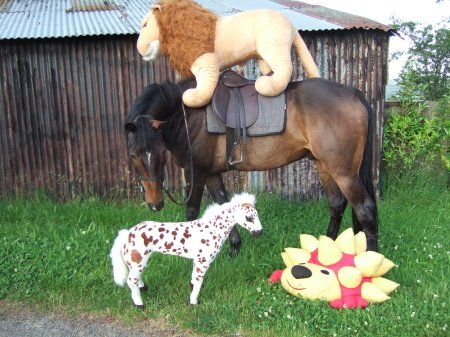 Horse (pablito) plays with toye