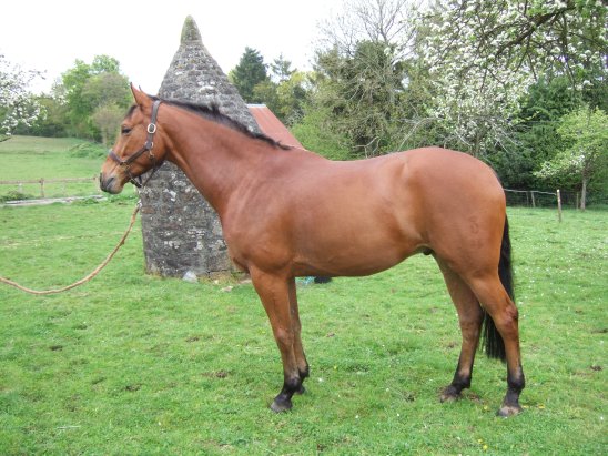horse in garden Passepartout