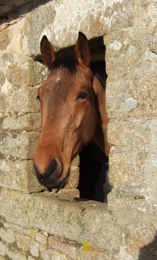 horse looks out of stable, Bambi