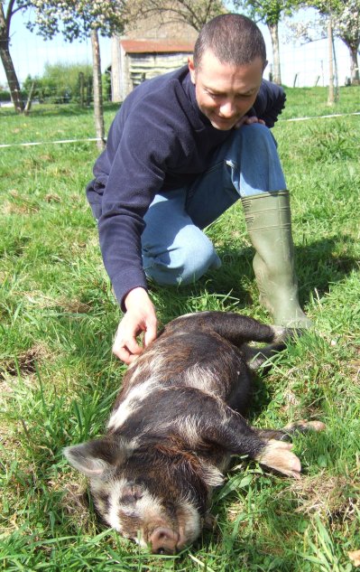 Mick scrathches pig, Annika