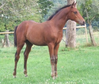 Pearly prince, foal in garden