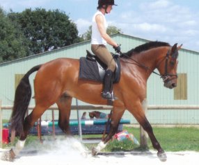 (mauvaise herbe)horse doing dressga