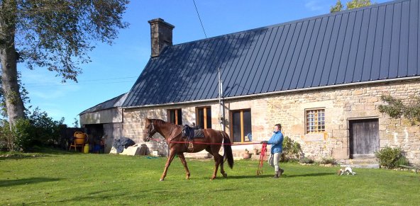horse, charlie long reining infront of house